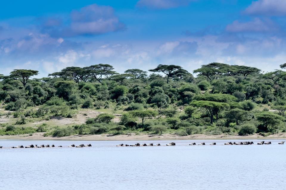 Cruce de gran migración Ndutu