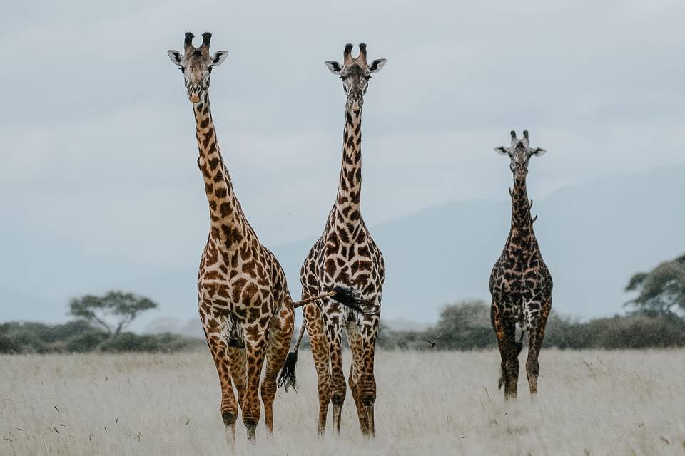 3 jirafas en Taranguire