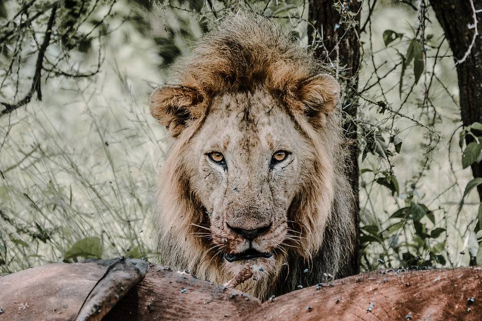 León después de comer