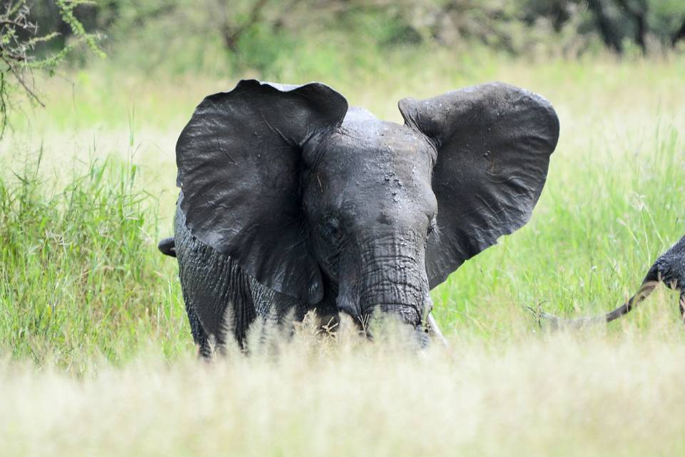 Cría de elefante en Taranguire