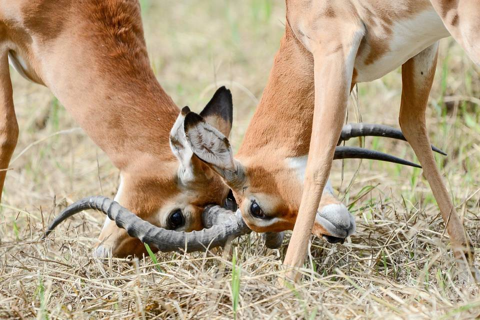 Pelea de machos impalas