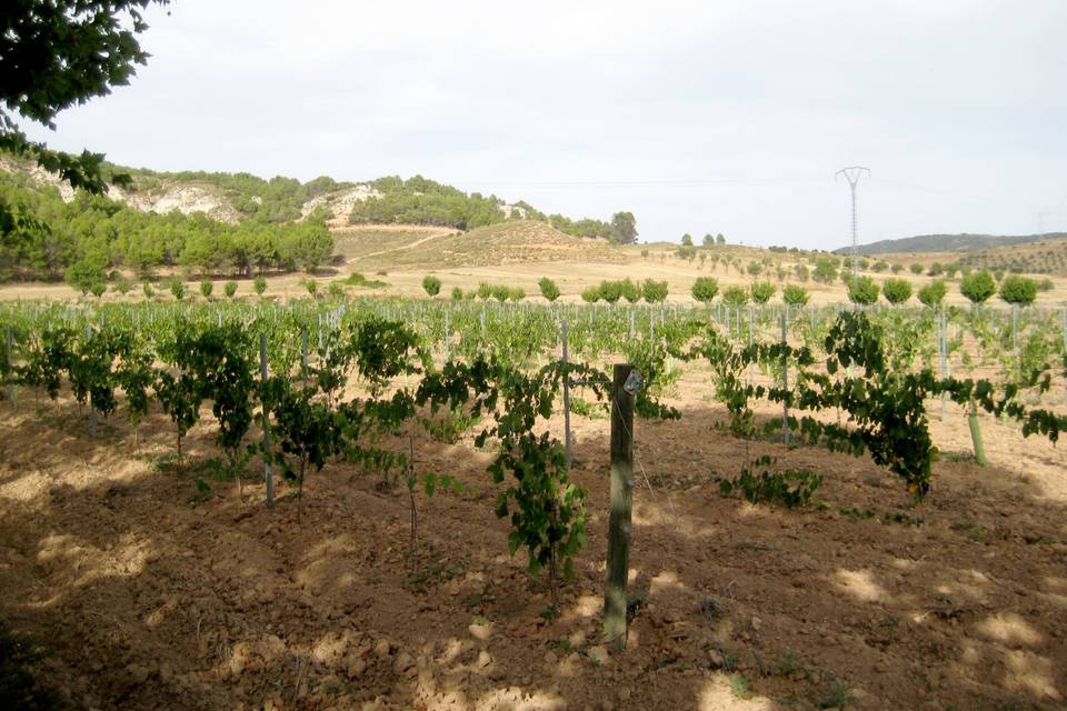 Campo de amapolas