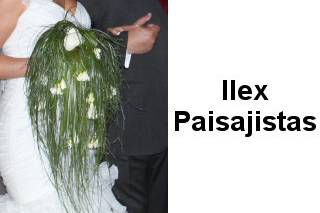 Ilex Paisajistas