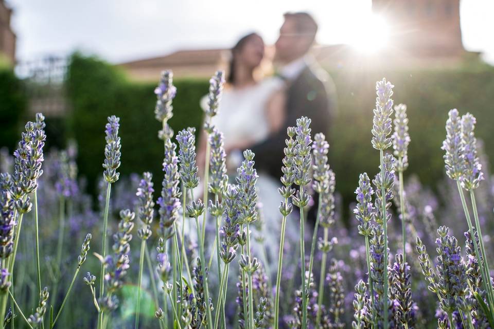 Lavanda