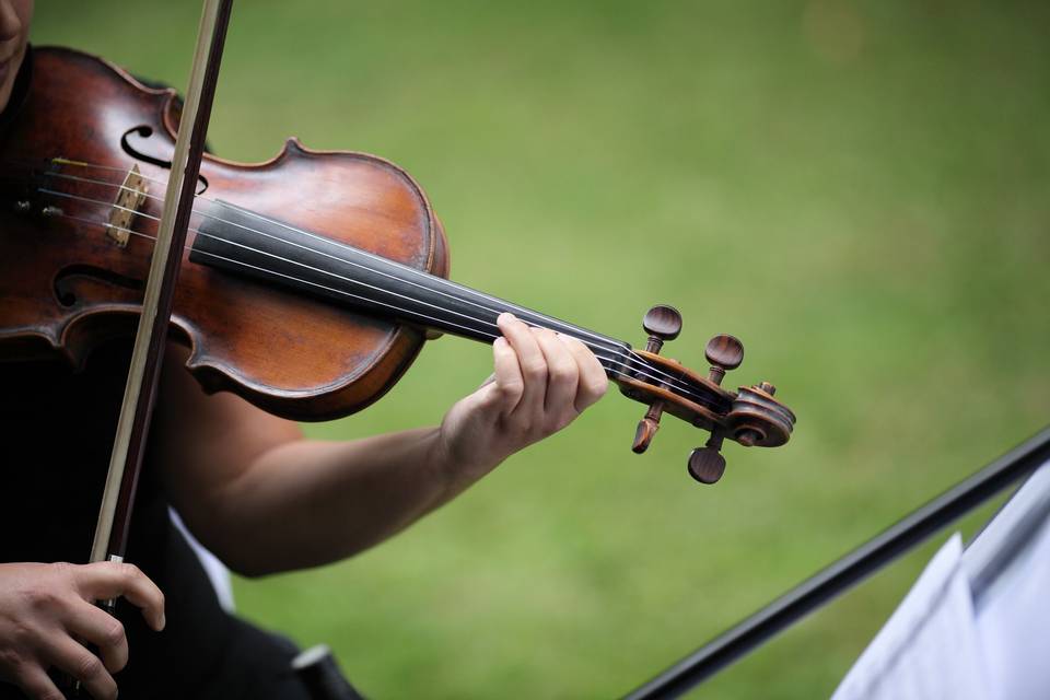 Violín y naturaleza