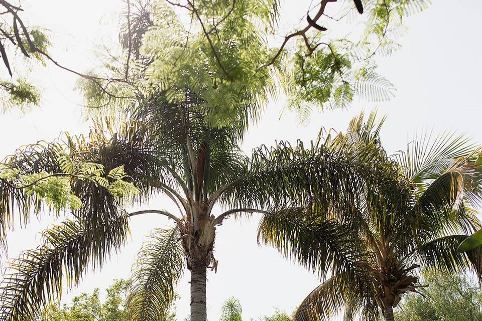 Cóctel - Jardín del Lago