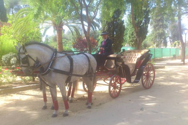 Coche de caballos Mirlor