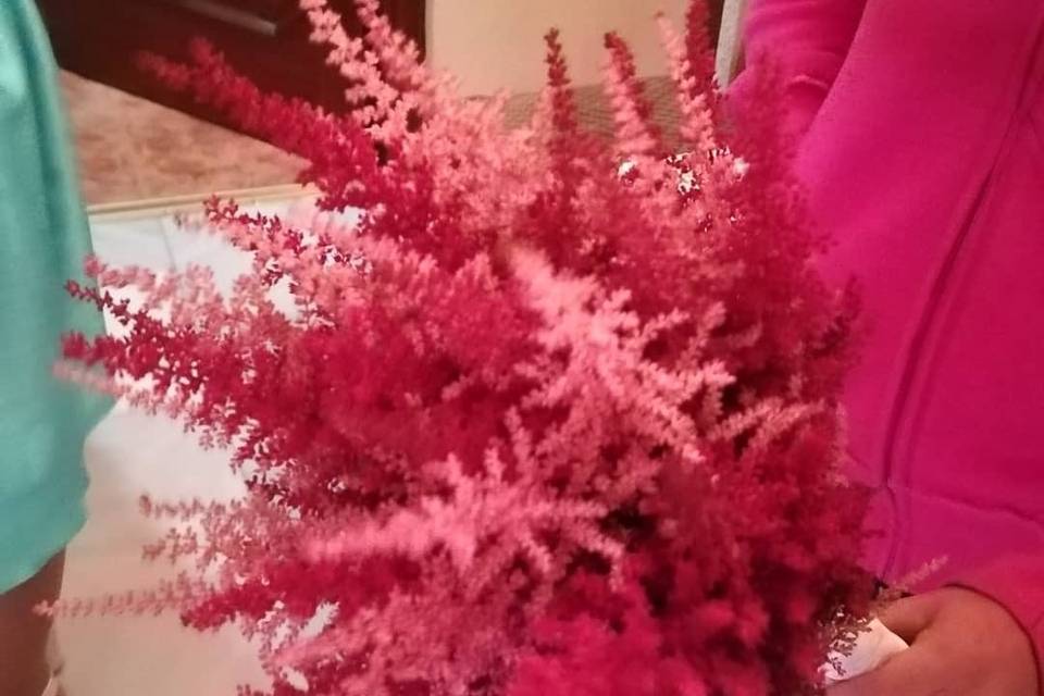 Astilbe