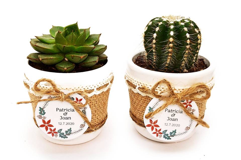 Detalles con cactus y suculenta