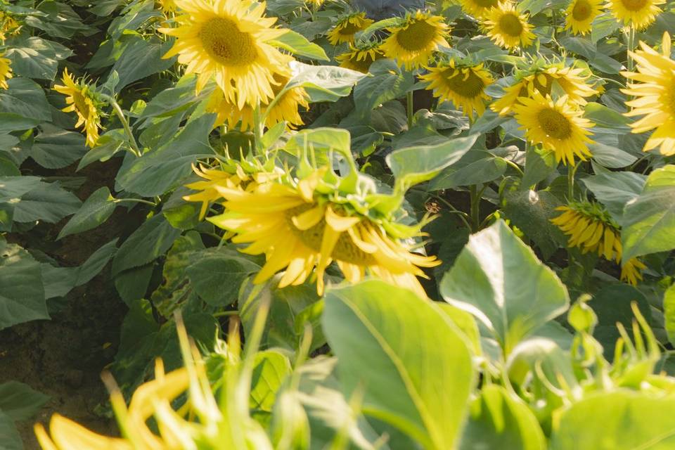 Pau cantando a los girasoles