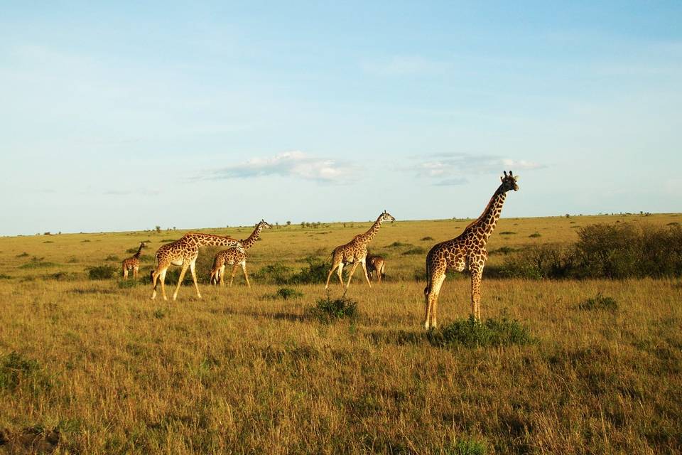 Amanecer en Masai Maara