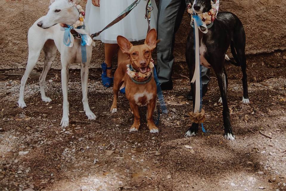 Boda perruna