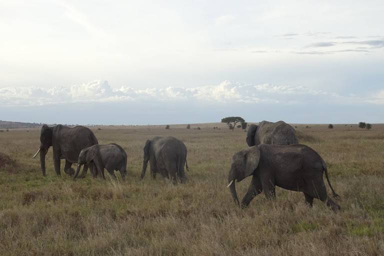 ¿Os apetece un safari?