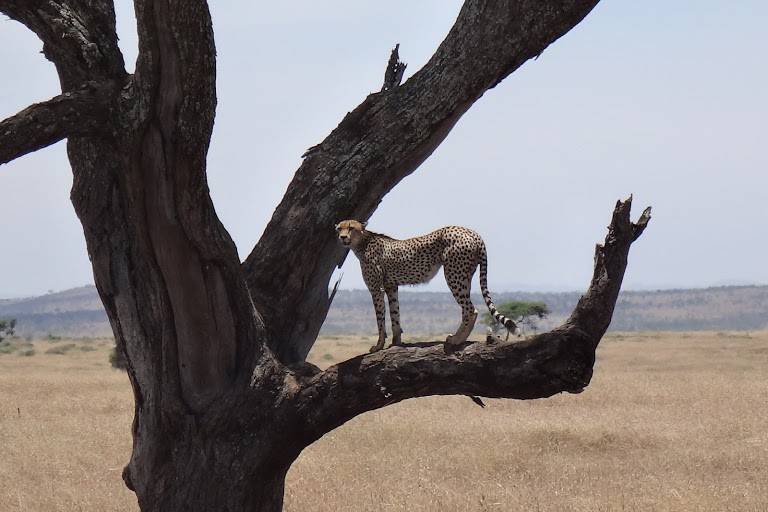 Safaris, Tanzania increíble