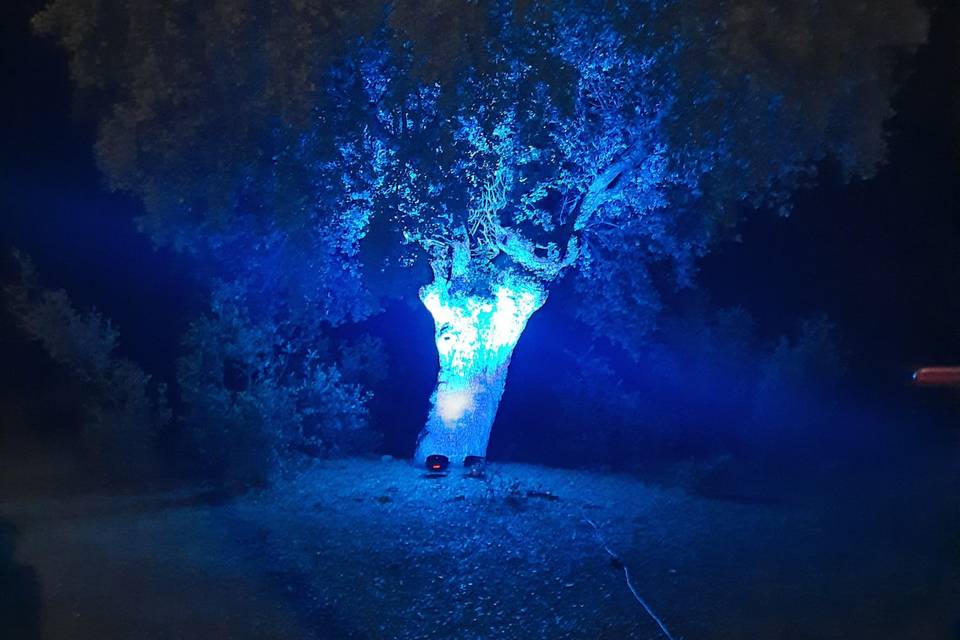 Iluminación de árboles