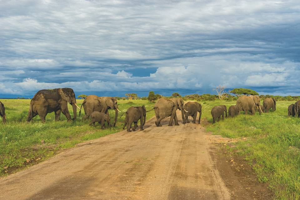 Elefantes en Tanzania