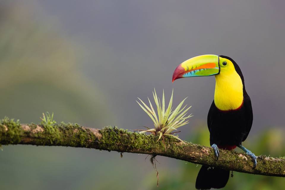 Costa Rica - Tucán