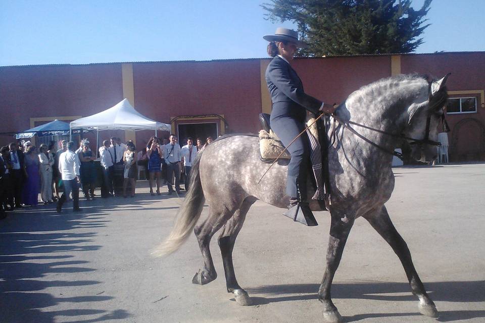 Baile ecuestre