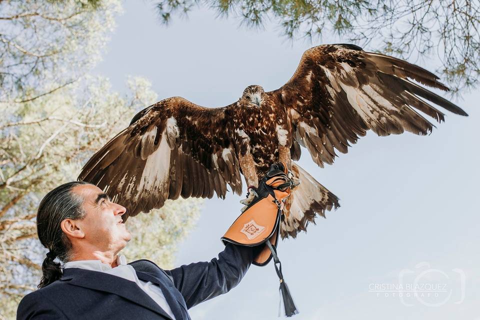 Àguila real