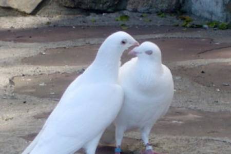 Suelta de palomas blancas