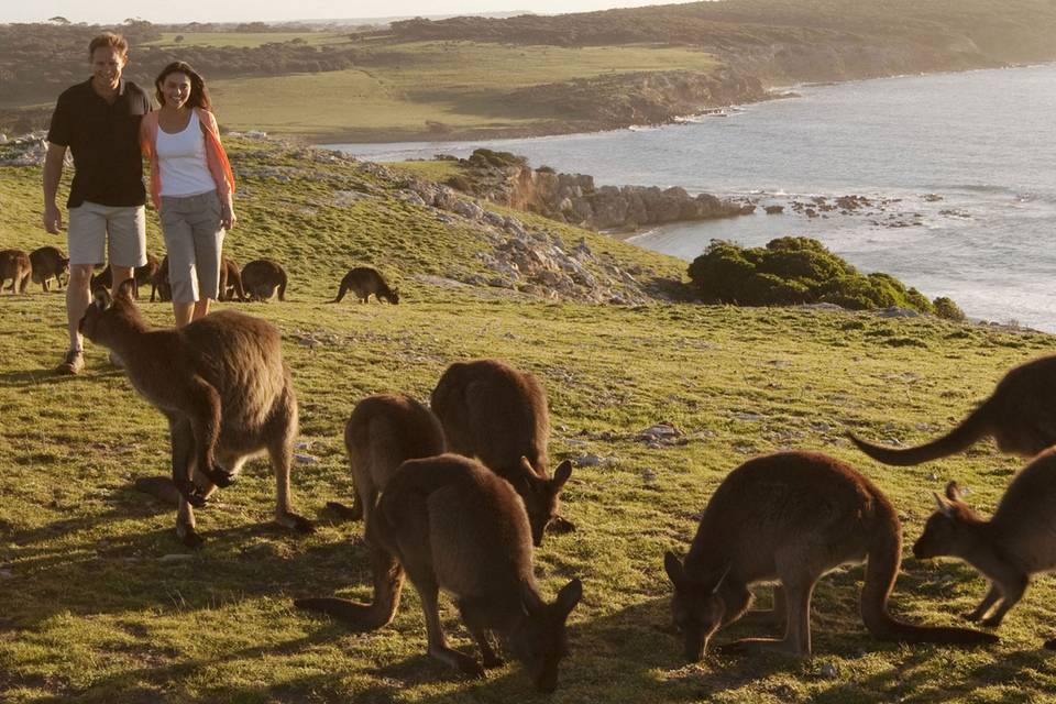 Canguros en Australia