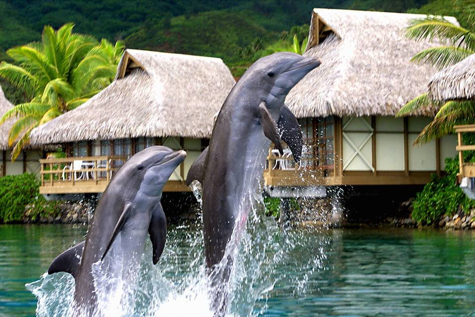 Moorea intercontinental bungalow dolphins