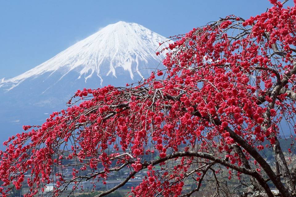 Monte Fuji