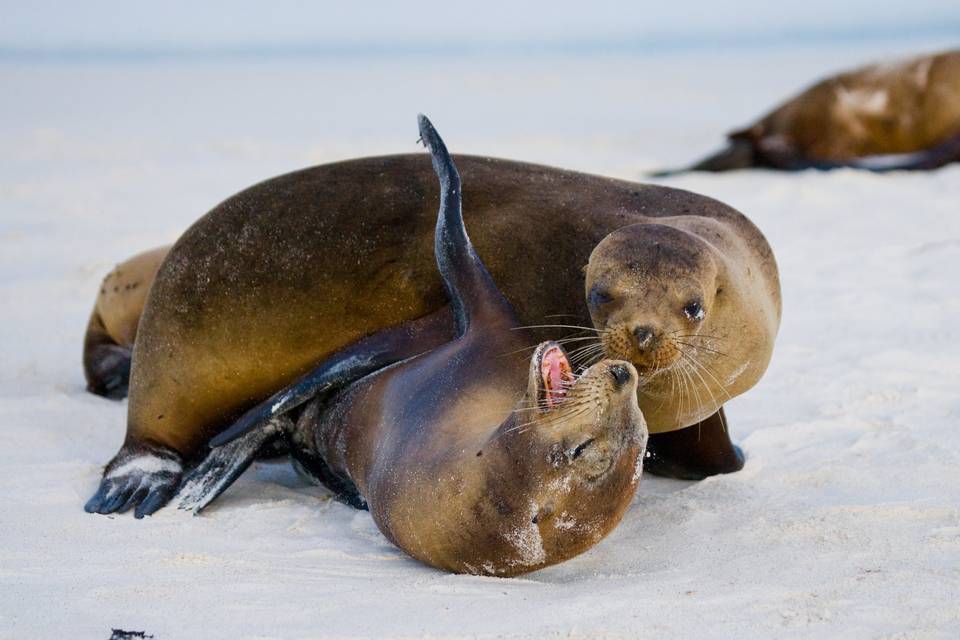 Galapagos Biodiversidad