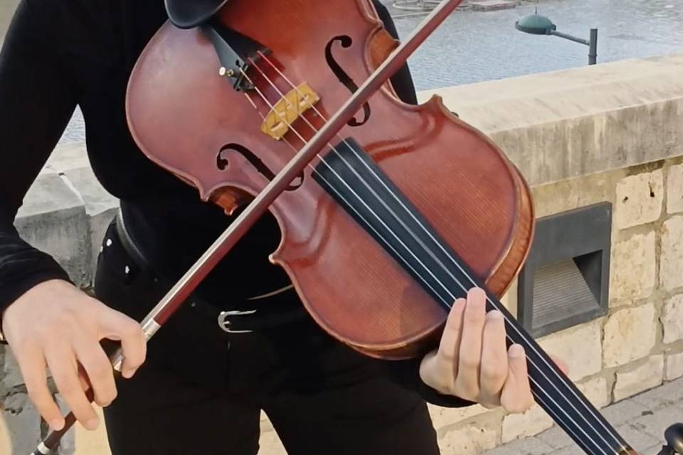 Viola