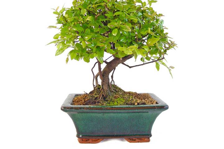 Mistral Bonsai