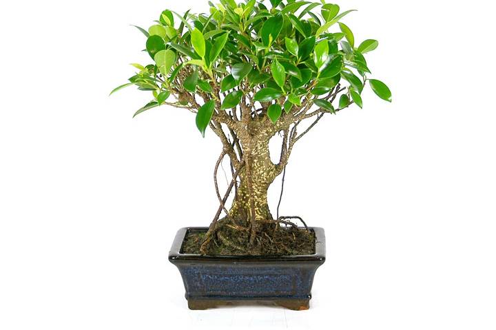 Mistral Bonsai