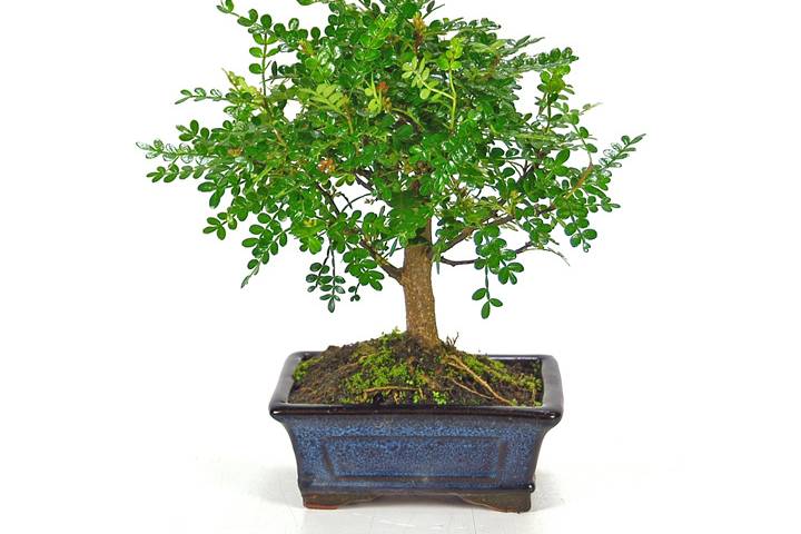 Mistral Bonsai