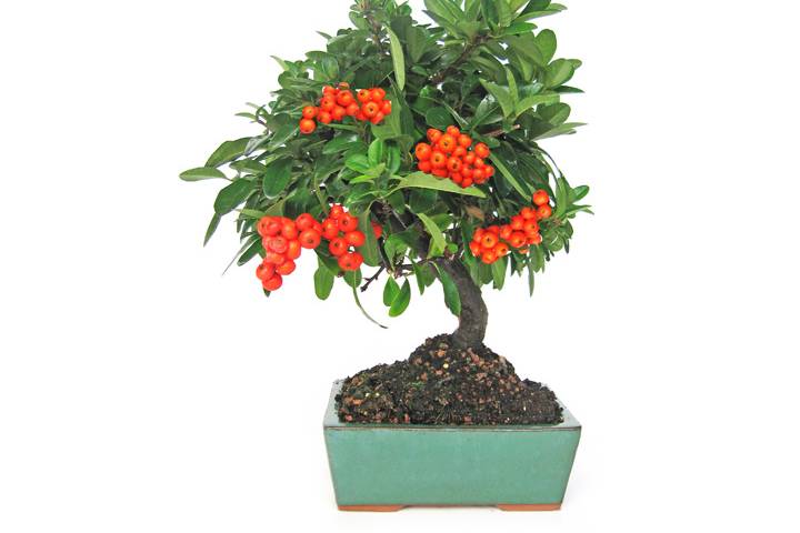 Mistral Bonsai