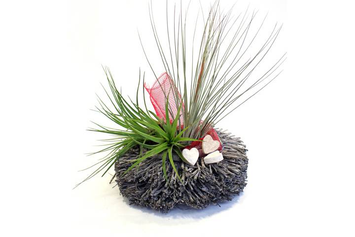 Montaje tillandsia