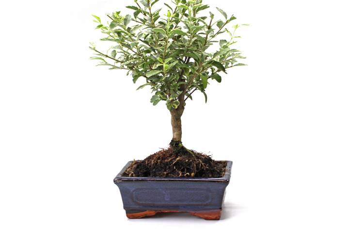 Mistral Bonsai