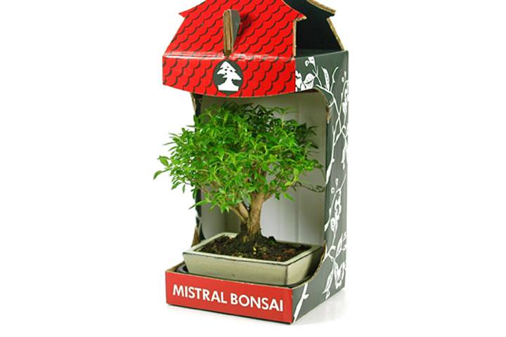 Bonsái + caja Mistral