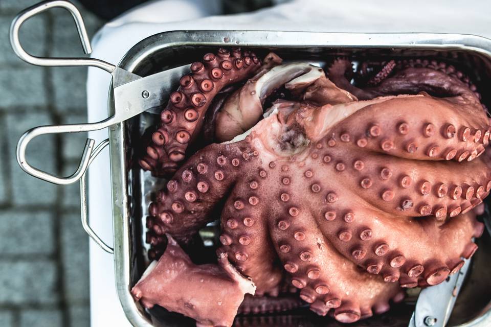 Pulpo