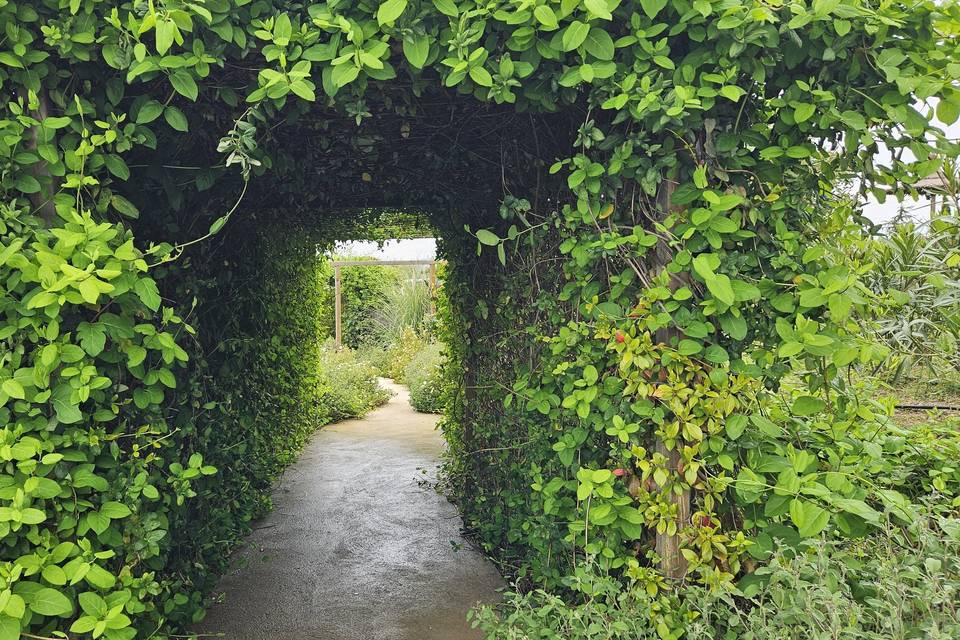 Caminitos