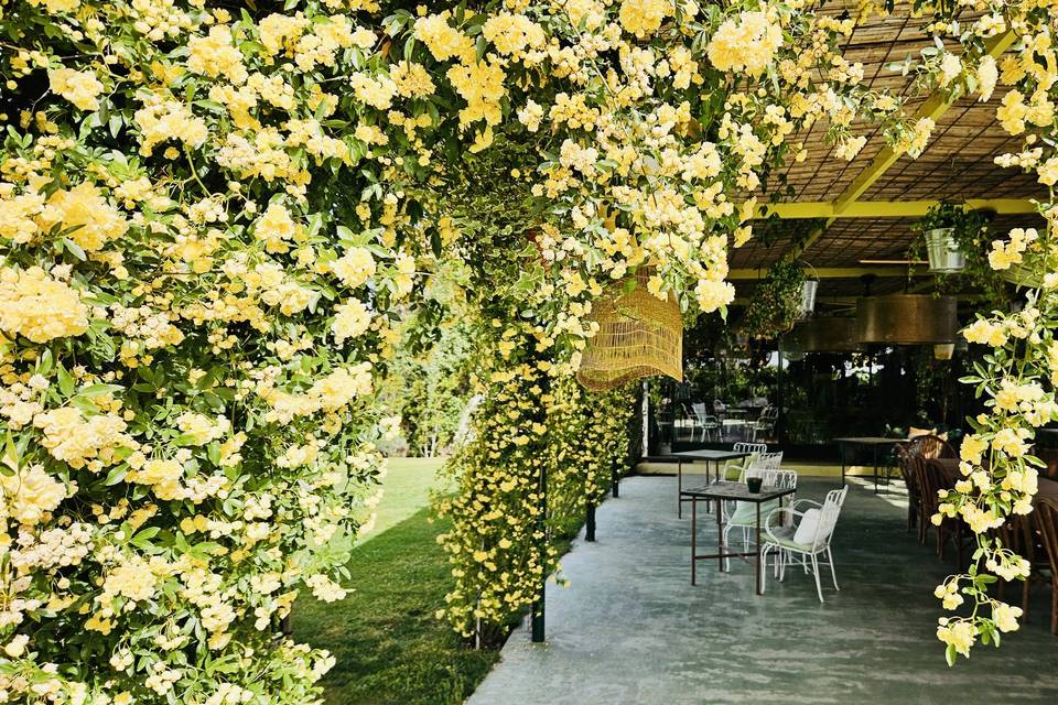 Terraza la Jungla