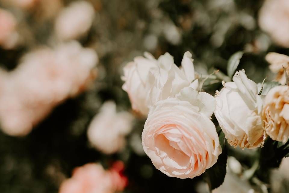 Flores