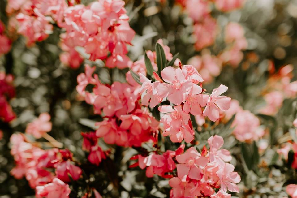 Flores