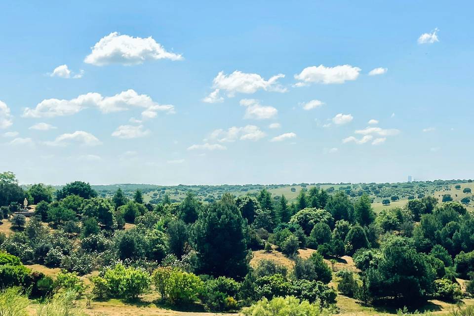 Las vistas