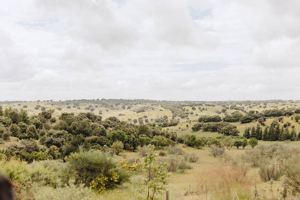Las vistas