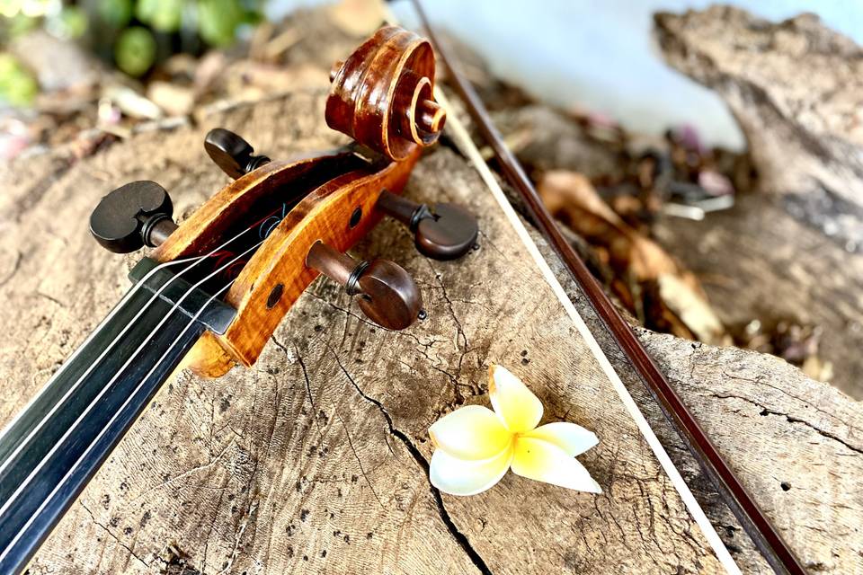 Cello