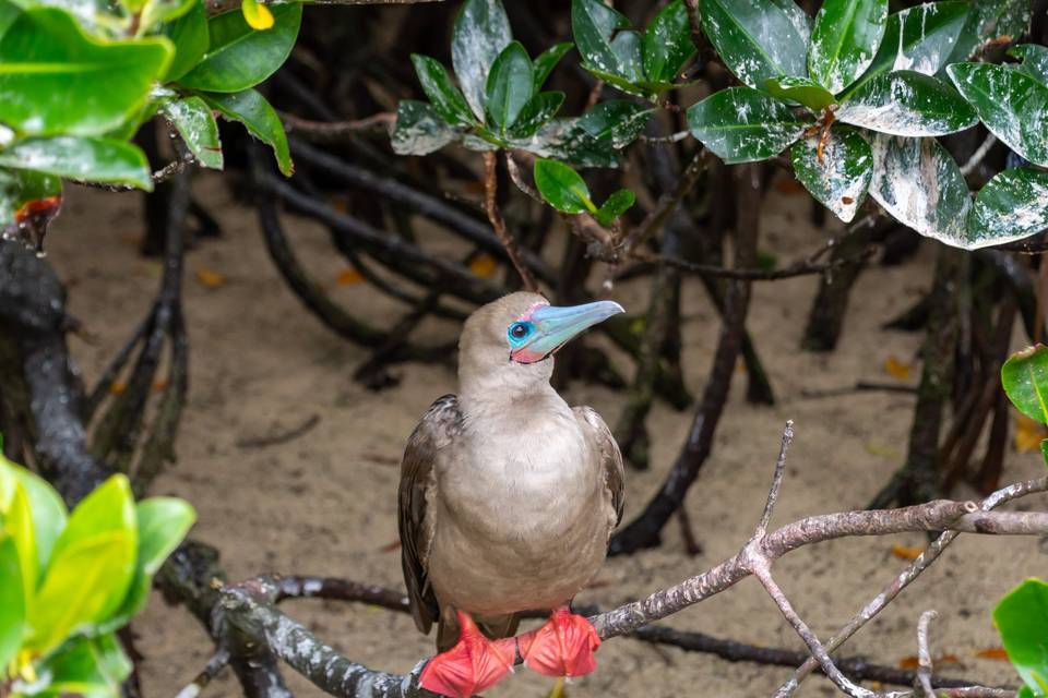 Galápagos