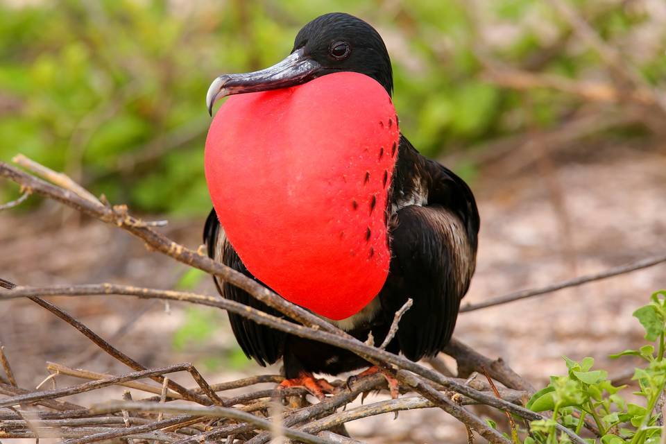 Galápagos