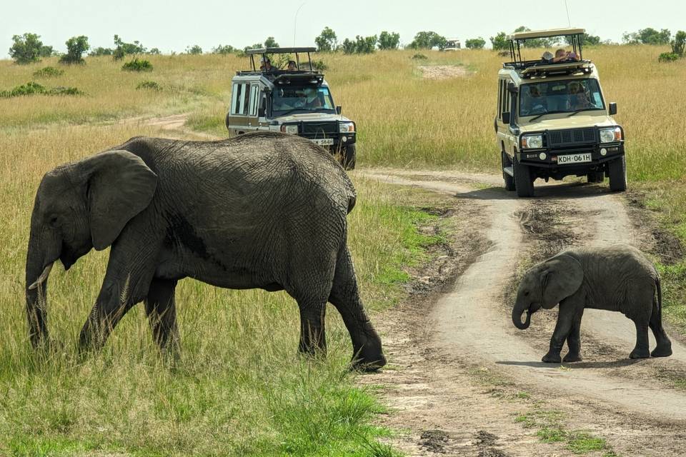 Masai Mara, Kenia