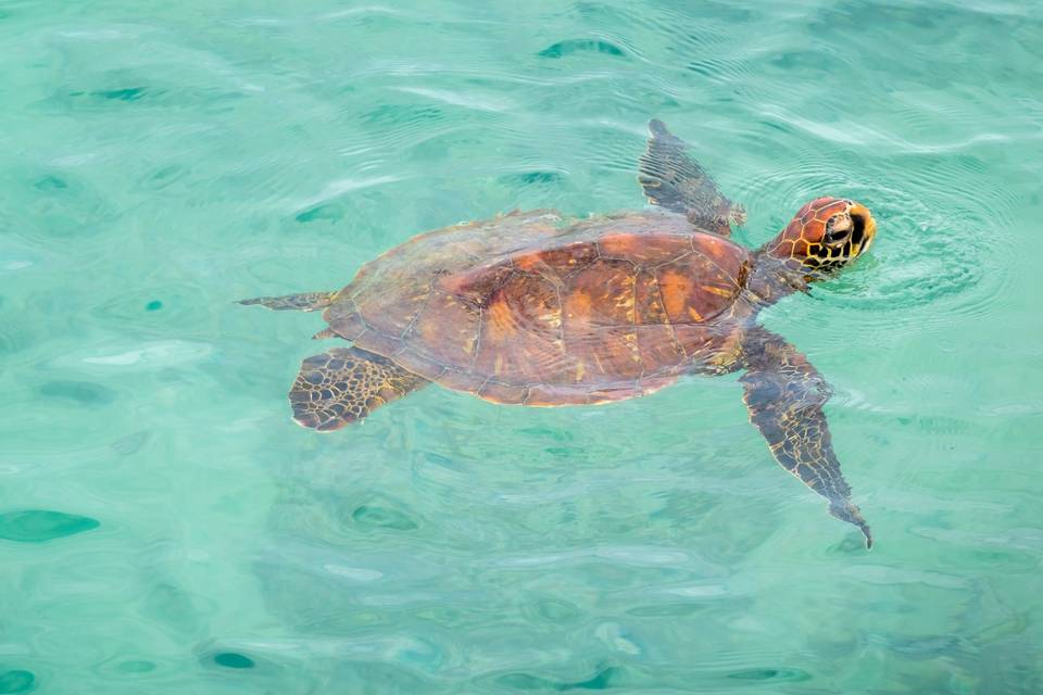 Galápagos