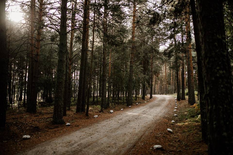 Bodas en el bosque