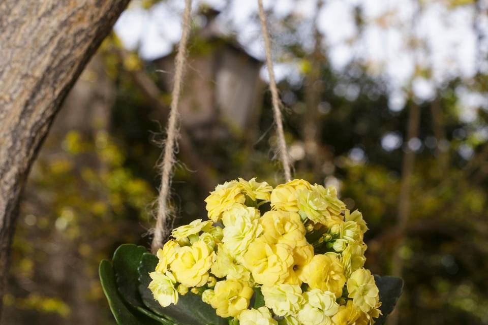 Kokedama kalanchoe amarilla